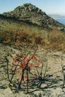 Brunsvigia flower in burned area on Karbonkelberg