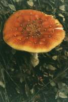 Mushroom in Cecilia Forest