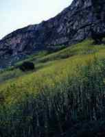 fast growing asplathus (waist high!)