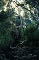 trees in gorge protected from fire