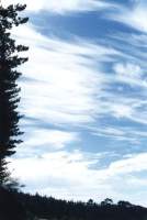 cirrus streaks from Cecilia Forest