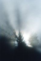 sun rays around foggy tree in Cecilia Forest