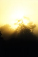 sunrise behind foggy tree in Tokai Forest