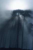 sun rays and foggy trees in Rhodes Estate
