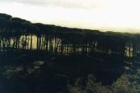 trees at dawn with fog from Rhodes Memorial
