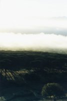 fog and trees at dawn from Rhodes Memorial
