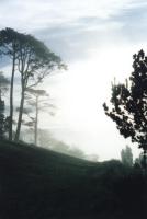 mist and cirrus through trees above Wynberg