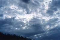 dark altocumulus layer from Cecilia Forest