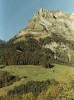 trees and sheer mountainside