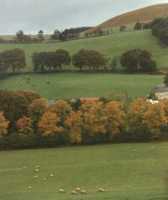 autumn trees in field