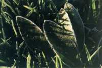 frosty grass and leaves at dawn