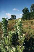 Silvertrees above Rhodes Memorial