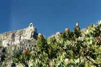 Sugarbird on Protea bushes below Table Mountain