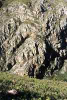 Leopards Kloof cliffs and Protea above Harold Porter Botanical Garden