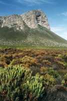 Cape Hangklip with fynbos