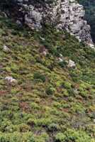 fynbos slope from Constantia Corner