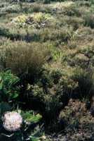 Protea Cynaroides with funbos on Constantia Corner