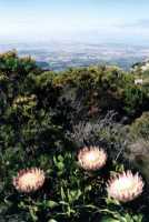 King Proteas with suburbs from Constantia Corner