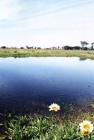 seasonal pond with flowers on Rondebosch Common