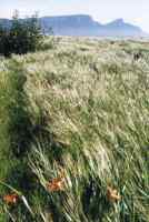 field in the wind at Park Island, Zandvlei
