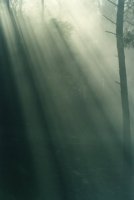 misty trees and sun rays