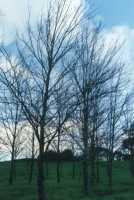 bare winter trees against sky