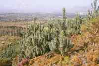 Vlakkenberg Silver-trees with Cape-Flats