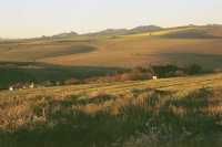 Swartland farm-fields and hills at dawn