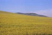 canola-field flowers near Tygerberg Hills