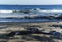 Oil-spill on beach at Sandy Bay