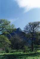 Spring, Winter and Autumn leaves in front of Devil's Peak