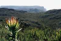 Vlakkenberg with Table Mountain and fynbos