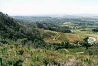 Constantia farm slopes from Vlakkenberg