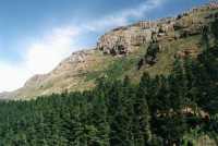 Constantiaberg side-view with trees from Vlakkenberg