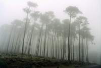 rain and trees on Rhodes Estate
