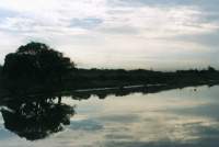 Zandvlei reflecting tree and cirrus