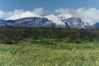 snowy peaks above farm and flowers near Wellington