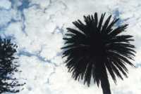 palm tree and altocumulus pattern