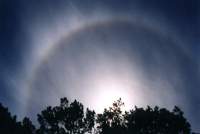 halo in cirrus over trees