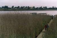 reeds and river at Port Owen