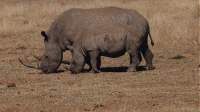 rhino pair