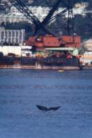 whale tail with crane in Simonstown Harbour
