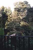 trees at dawn from Knysna Chalets