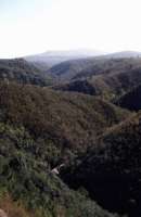 gorge in Knysna Forest