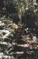 sunlit path in Knysna Forest