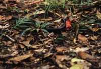 milipede nibbling on fungus