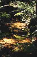 sunlit stream in Knysna Forest with ferns