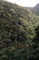 Knysna Forest from old Coast Road