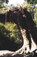 broken Knysna Yellowwood