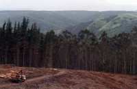Knysna Forest clear cut